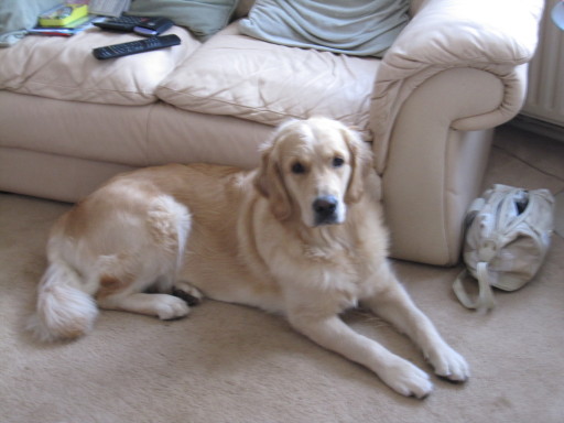 Mother of puppies due 19th July 2011