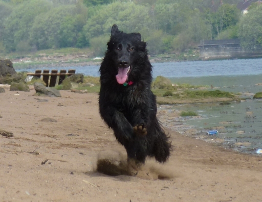 Dog walking in Renfrewshire