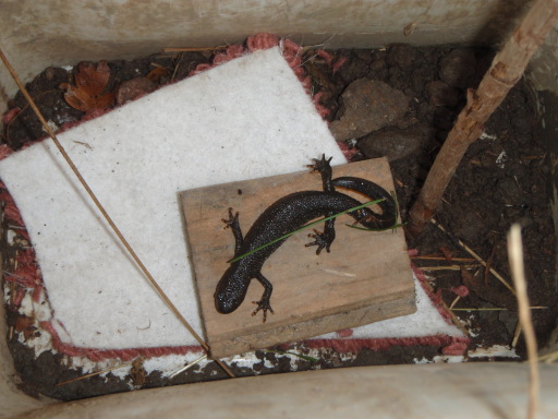 Great Crested Newt in pitfall trap