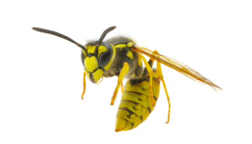 Wasps Pest Control