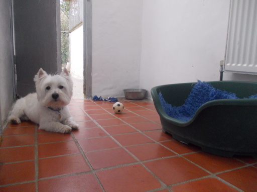 Our boarding kennels give plenty of space and access to outside