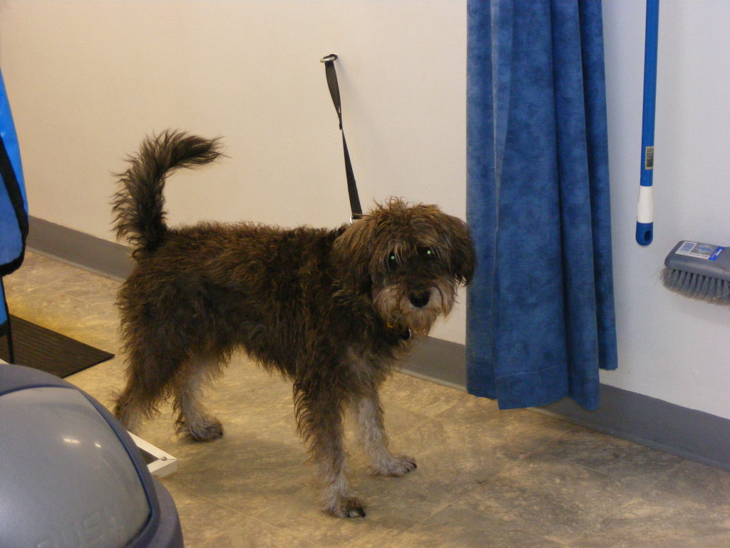 Tea Tree Gully Dog Grooming Shop 9 / 552 Milne Road, Redwood Park, 5097