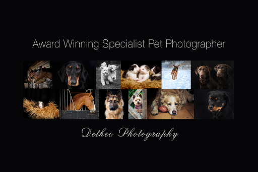 Specialist Pet Photography