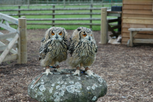 bonnie and clyde our bengal eagle owls causing chaos where ever they go