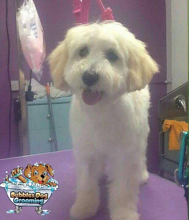 Details for Bubbles Dog Grooming in Unit 5 39 High Street, Rowhedge