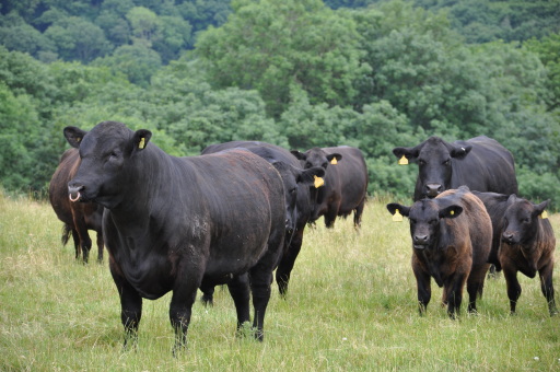 Aberdeen angus cattle