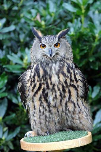Elvis our Eurasian Eagle Owl posing for the camera
