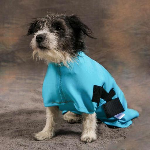 dogs body suit