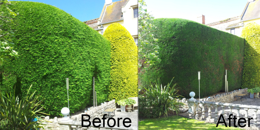 Large Hedge Cut