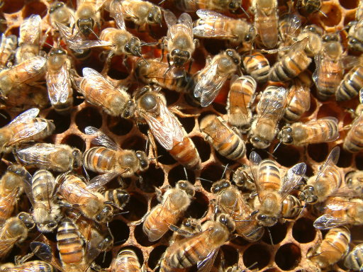 honey bee queen bee