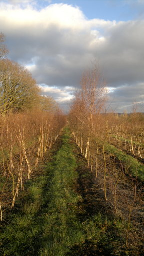 field grown trees
