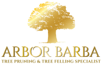ARBOR BARBA