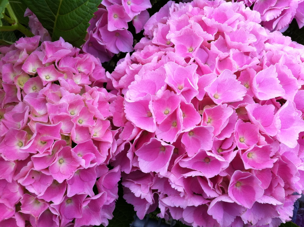 Morrisons Garden Centre Online 8/26 Tranmere St Drummoyne, Drummoyne, 2047