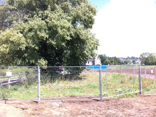 Tree Protection - Mature Lime on development site in Wincanton