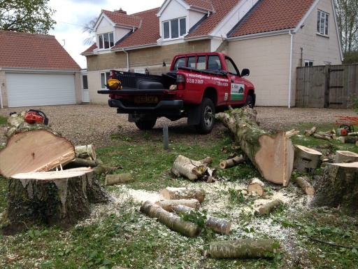 Silver Birch tree felling and logging for customers wood burner
