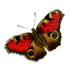 Papillon Printing