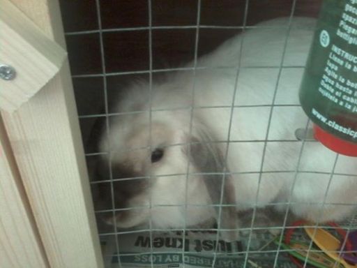 FLOPPY IS ONE OF MY BUNNY GUESTS