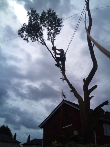 Tree removal