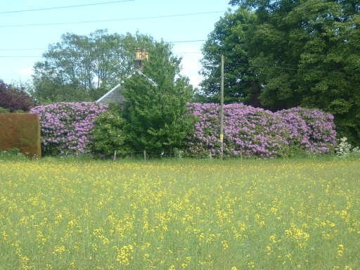 ADIE Kennels &amp; Cattery setting