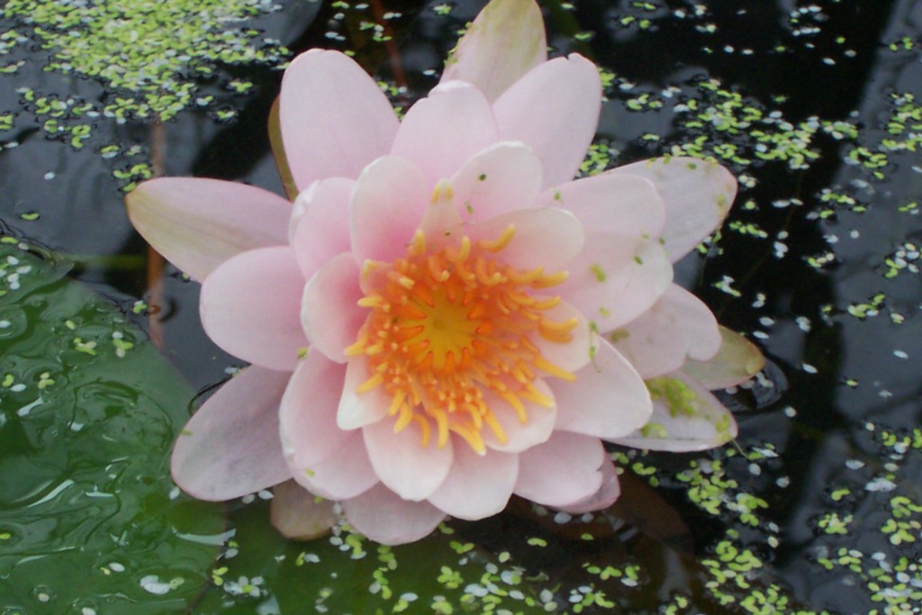 Neptune Gardens Aquatic Centre 3051 Logan Road, Underwood, 4119