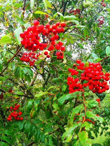 Professional Planting Service in Fife Scotland