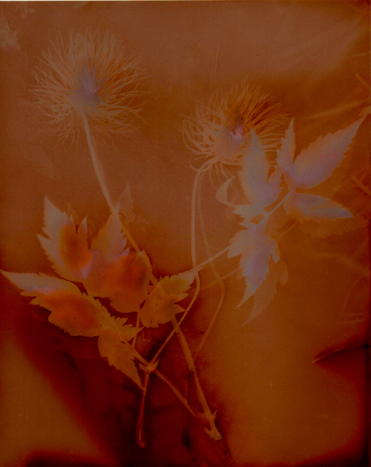 Naturel Elements