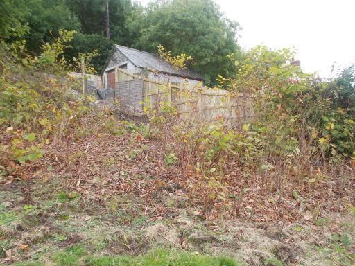 Japanese Knotweed Eradication Wales
