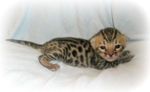 bengal kittens for sale - Nevaeh Bengals
