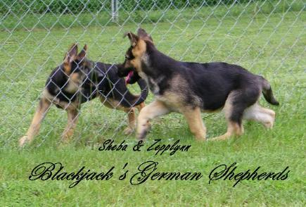 coldwater german shepherds
