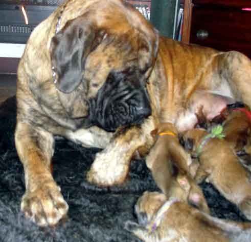 king of the hill mastiffs