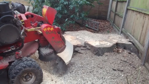 Professional stump grinding