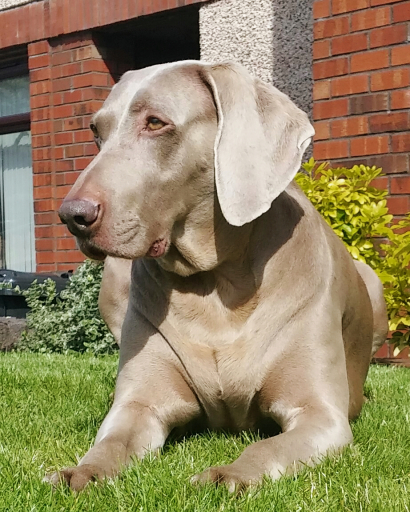 Bleu our pet Weimaraner relaxing in the front garden