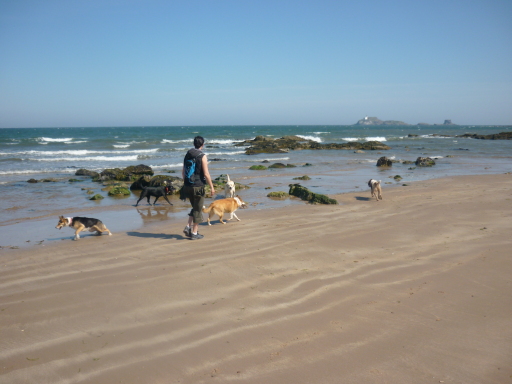 Coastal Dog Walk 2010