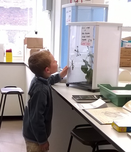 ELC insect cage