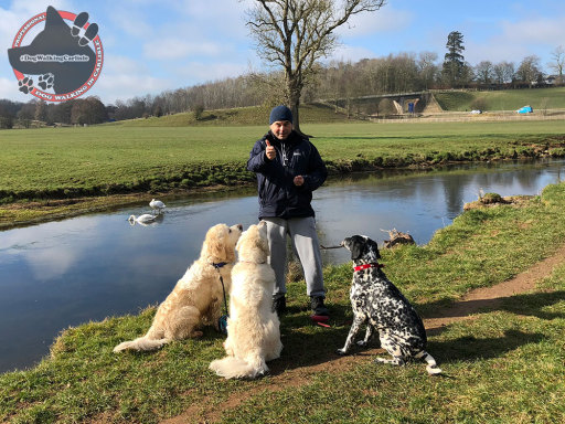 #DogWalkingCarlisle