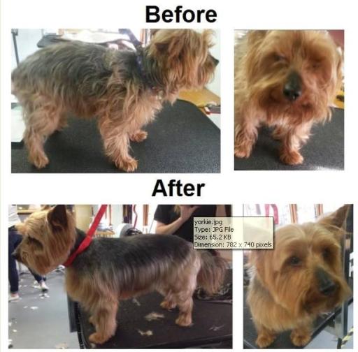 Schnauzer groomed to owner requirements