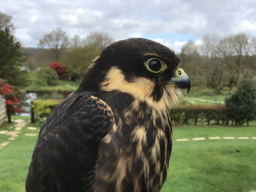 Hobby Falcon