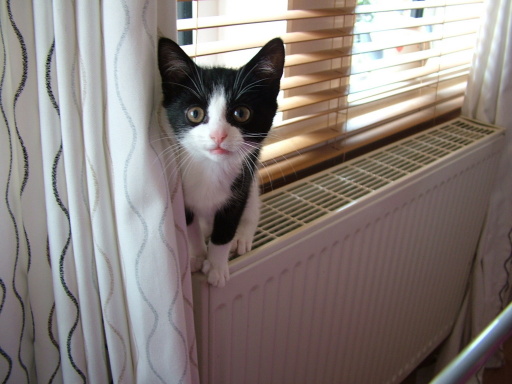 Daisy the crazy cat