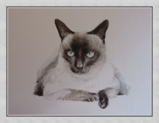 I love Siamese cats!
