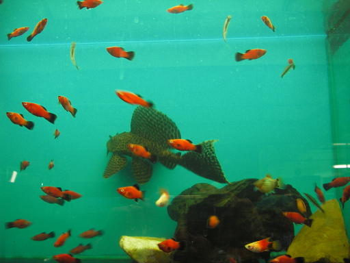 Some of the wide variety of tropical fish in stock.