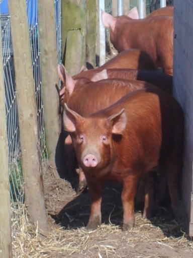 Tamworth pigs