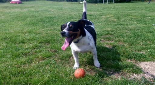 Dog Walking and Visits