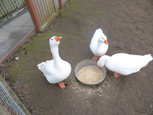 Boisterous Geese