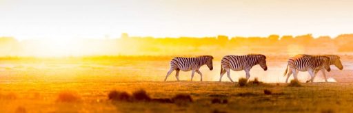 Animals in African sunrise