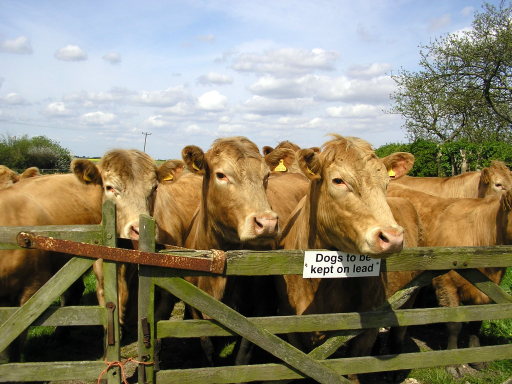 stand and stare,like sheep and cows,self catering