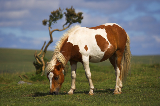 Dartmoor Pony and Lone Gorse