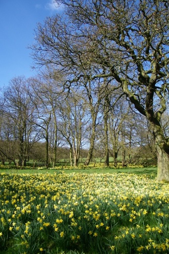Famous, Farndale Daffodils