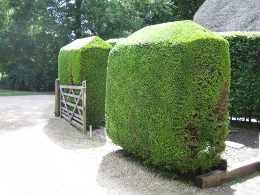 Topiary / Specialist hedge cutting in windsor