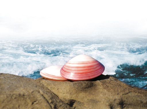 Lava Shells
