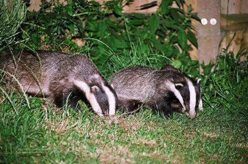 EXPERTS IN BADGER MITIGATION